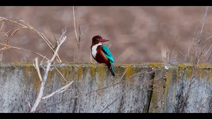 White-throated Kingfisher