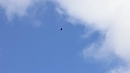 Eurasian Sparrowhawk