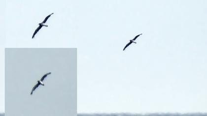 Scopoli`s Shearwater