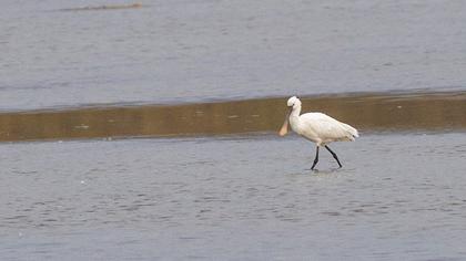 Eurasian Spoonbill