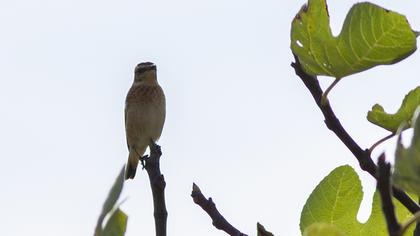 Whinchat