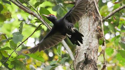 Black Woodpecker