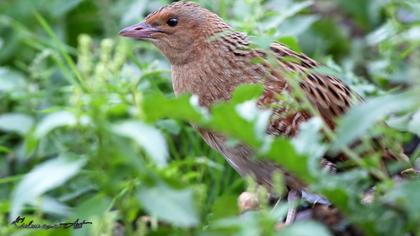 Corn Crake