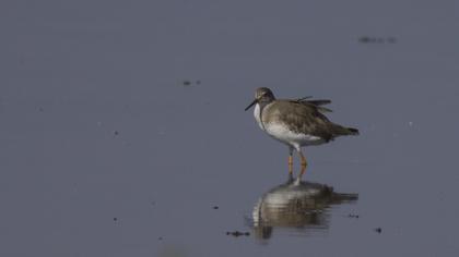 Common Redshank