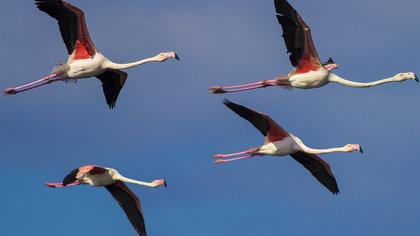 Greater Flamingo