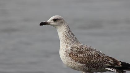 Yellow-legged Gull