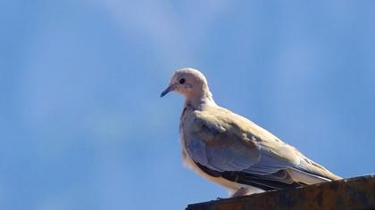 Laughing Dove