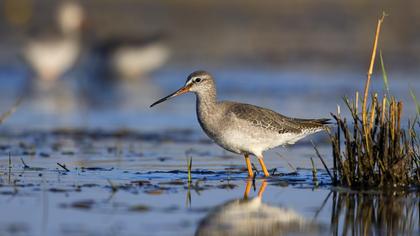Spotted Redshank