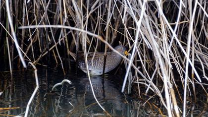 Spotted Crake
