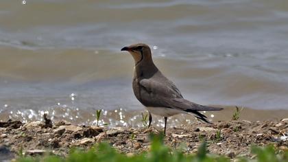 Collared Pratincole