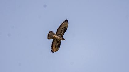 European Honey Buzzard