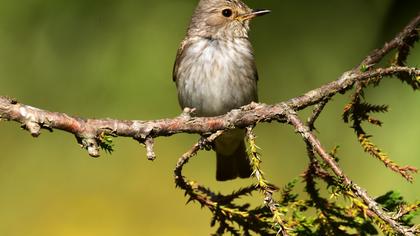 Spotted Flycatcher