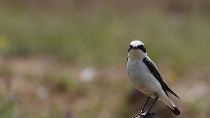 Black-eared Wheatear