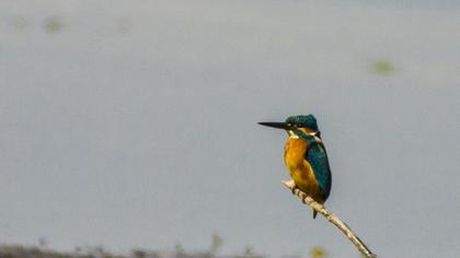 Common Kingfisher