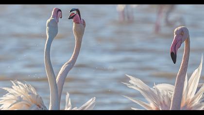 Greater Flamingo