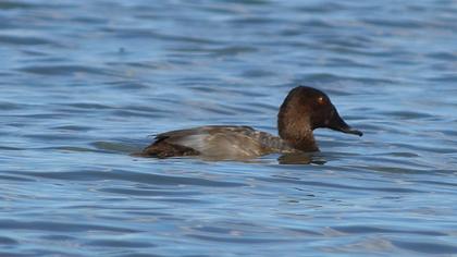 Common Pochard