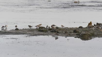 Dunlin