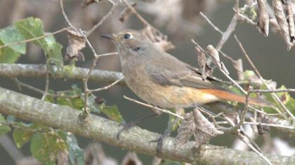 Common Redstart