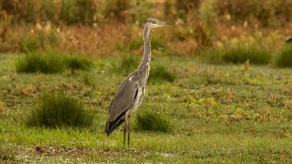 Grey Heron