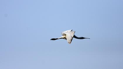 Eurasian Spoonbill