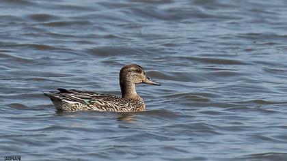 Eurasian Teal