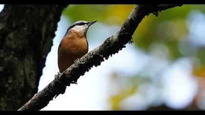Eurasian Nuthatch