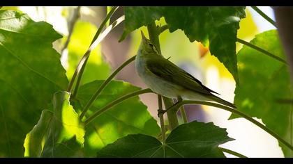 Wood Warbler