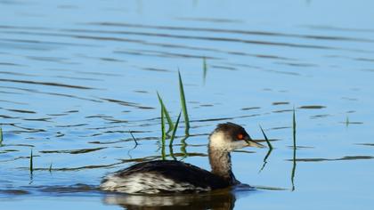 Black-necked Grebe