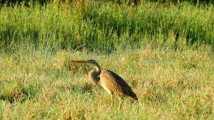 Purple Heron