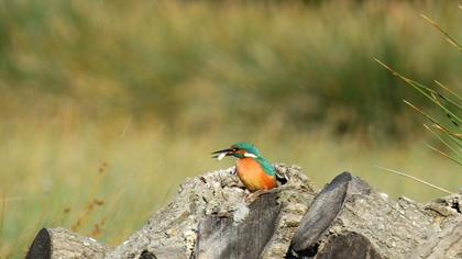 Common Kingfisher