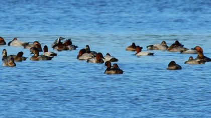 Tufted Duck