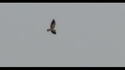 Black-winged Kite