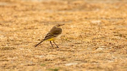Western Yellow Wagtail