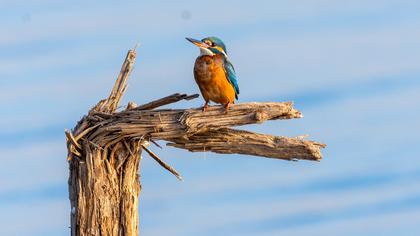 Common Kingfisher