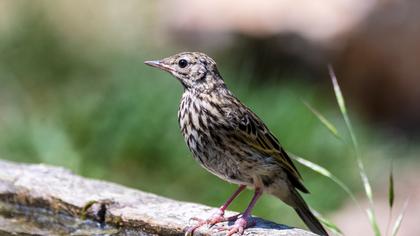 Tree Pipit