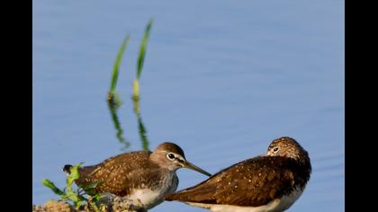 Green Sandpiper