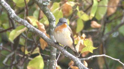 Red-breasted Flycatcher