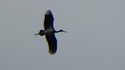 Black Stork