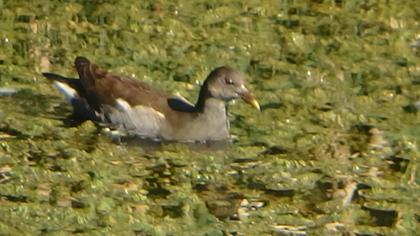 Common Moorhen