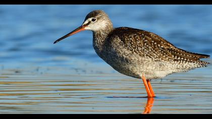 Spotted Redshank
