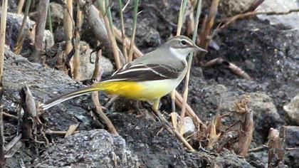 Grey Wagtail