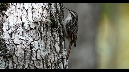Short-toed Treecreeper