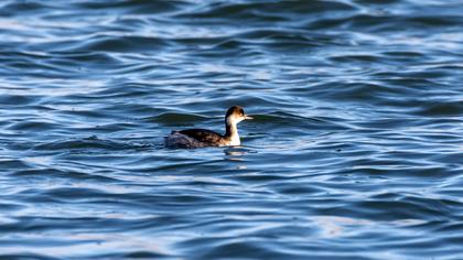 Black-necked Grebe