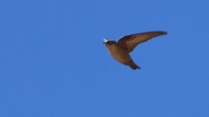 Eurasian Crag Martin