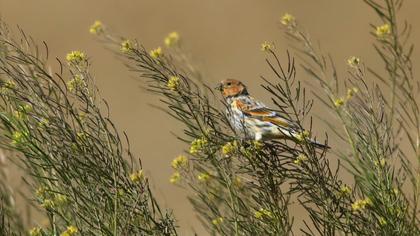 Red-fronted Serin