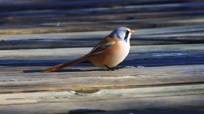 Bearded Reedling