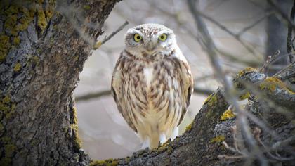 Little Owl