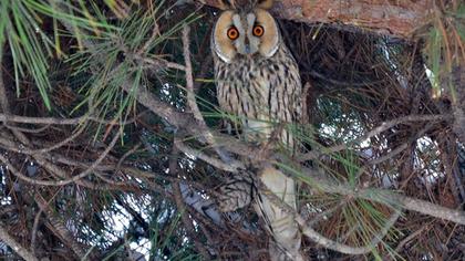 Long-eared Owl