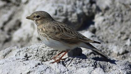 Turkestan Short-toed Lark