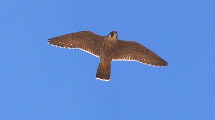 Peregrine Falcon